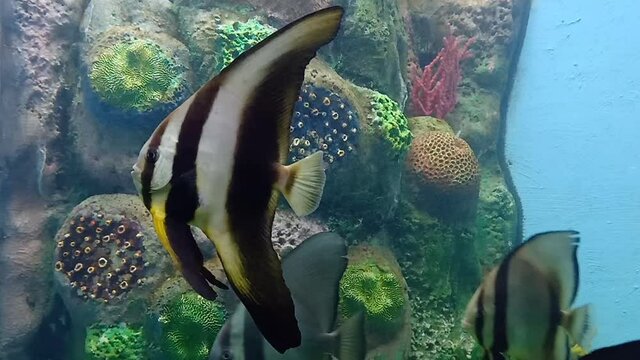 Angelfish swimming in the aquarium water.