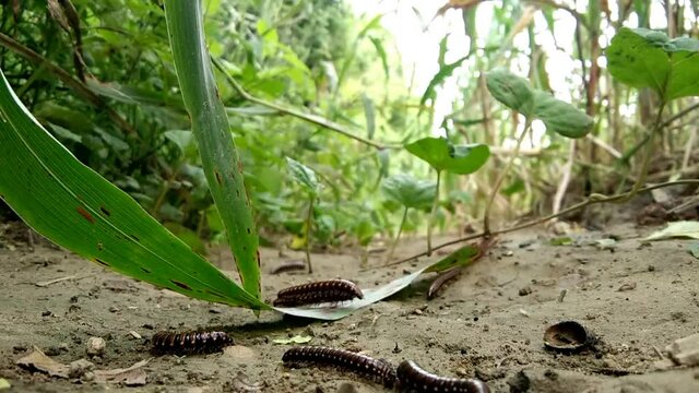 Melipede moving on the ground soil.