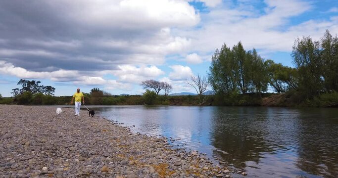 Dogs sniff and forage on river walk with exasperated owner - Martinborough NZ