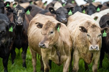 herd of Stud beef cows and bulls grazing on green grass in Australia, breeds include speckled park,...
