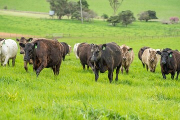 herd of Stud beef cows and bulls grazing on green grass in Australia, breeds include speckled park,...