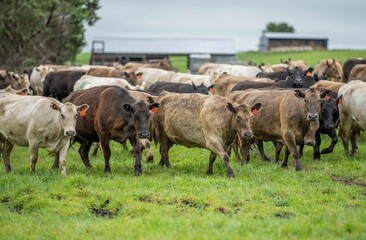 herd of Stud beef cows and bulls grazing on green grass in Australia, breeds include speckled park,...