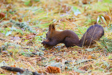squirrel small wild animal in nature in autumn