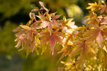 Autumn Leaves, Maple