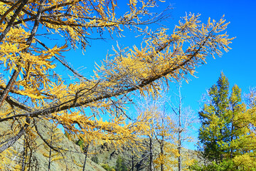 abstract autumn fall background leaves yellow nature october wallpaper seasonal