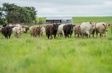 herd of Stud beef cows and bulls grazing on green grass in Australia, breeds include speckled park,...