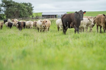 herd of Stud beef cows and bulls grazing on green grass in Australia, breeds include speckled park,...