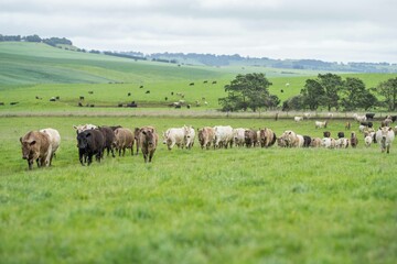 herd of Stud beef cows and bulls grazing on green grass in Australia, breeds include speckled park,...