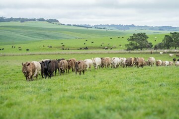 herd of Stud beef cows and bulls grazing on green grass in Australia, breeds include speckled park,...