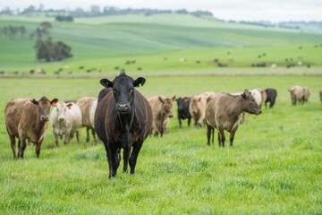 herd of Stud beef cows and bulls grazing on green grass in Australia, breeds include speckled park,...