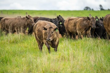 herd of Stud beef cows and bulls grazing on green grass in Australia, breeds include speckled park,...
