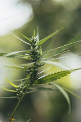 Marijuana plant with flowers. marijuana leaves, cannabis sativa leaves.