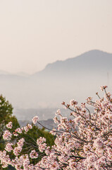 満開の桜と春霞の山