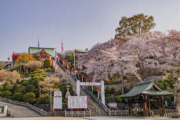 満開の桜と犬山成田山参道の石段