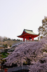満開の桜と犬山成田山鐘楼
