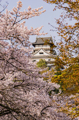 満開の桜と犬山城天守閣