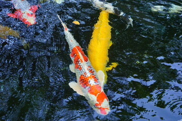 Colorful Fish, traditional Japanese Koi Carp swimming in pond, isolated - カラフルな鯉 池 