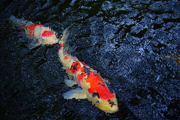 Colorful Fish, traditional Japanese Koi Carp swimming in pond, isolated - カラフルな鯉 池 