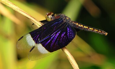 Neurothemis decora ♂. Black Dragonfly from New Guinea