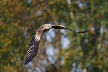 Red kite (Milvus milvus)