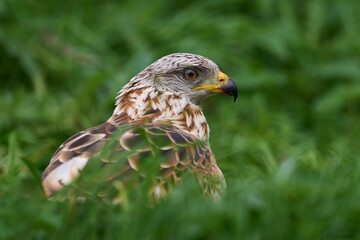 Red kite (Milvus milvus)