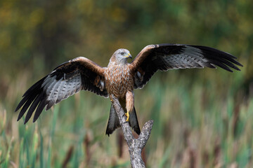 Red kite (Milvus milvus)