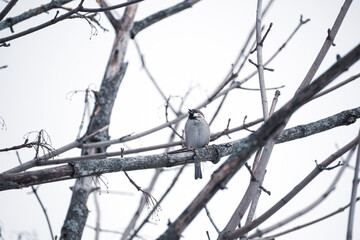 Cute tiny sparrow on a branch. Addorable small bird sitting on a withered tree. Dark autumnal day in a park. Selective focus on the animal, blurred background.