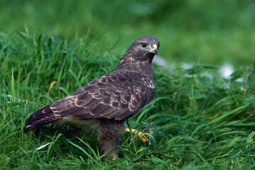 Common buzzard (Buteo buteo)