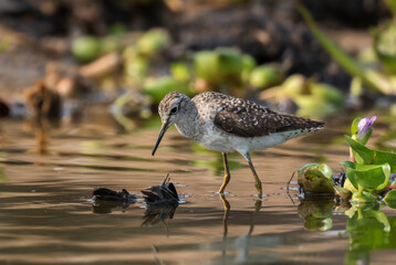 Wood Sandpiper - Tringa glareola, small shy wader fromWorldwide wetlands and fields, Queen...