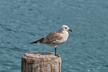 Möwenvögel (Charadriiformes) - Möwe (Larinae)