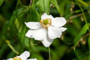 Obraz na płótnie Canvas Anemone x hybrida 'Honorine Jobert' a summer autumn fall flowering plant with a white summertime flower commonly known as Japanese anemone, stock photo image