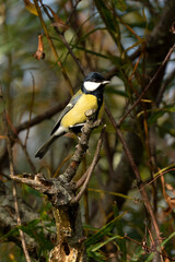 Great Tit (Parus major) portrait of an Eurasian bird perched on a tree branch which is a common yellow and black garden songbird found in the UK and Europe, stock photo image