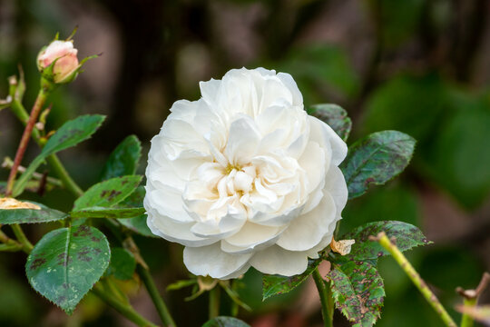 Rose (rosa) 'Macmillan Nurse' a summer autumn fall flowering shrub plant with a white summertime double flower, stock photo image