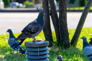 pigeon in the park