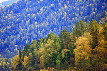 autumn forest landscape, abstract background October view in yellow trees, fall nature