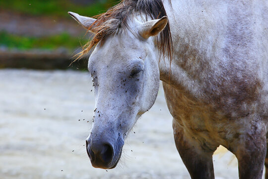 Insects Bite The Horse, Gadflies And Flies Attack The Horse Wildlife Insect Protection Farm