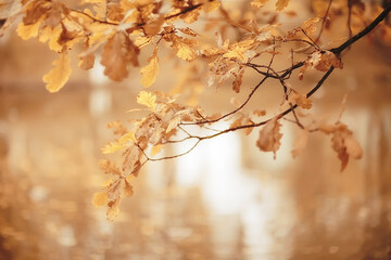 abstract autumn fall background leaves yellow nature october wallpaper seasonal