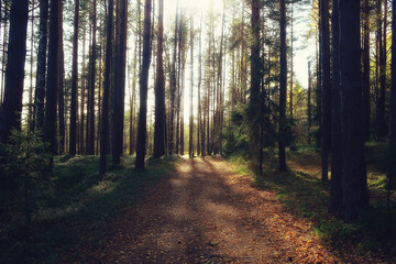 Fototapeta premium summer landscape in forest background panorama nature summer season landscape trees