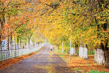 Naklejka premium alley in autumn park landscape, fall yellow road seasonal landscape in october in the city