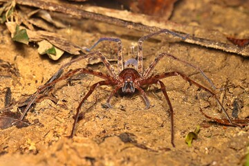Venomous Spider (The Huntsman Spider) from West Papua, Indonesia