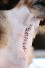 犬の手術痕　斜め