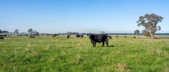 Herding and mustering Stud Angus, murray grey and Dairy cows Eating lush green grass in Australia