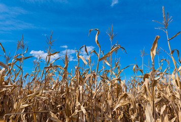 dry corn field on a sunny day