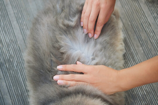 Hands of woman searching for cat fleas .Health and care about home pets.