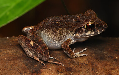 Papua Wrinkled Ground Frog (Cornufer papuensis) on the trunk from West Papua, Indonesia