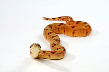 Abgottschlange // Red-tailed boa (Boa constrictor)
