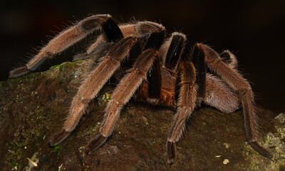 BIRD-EATING SPIDER (Selenocosmia sp). A venomous tarantula from West Papua, Indonesia. Showing the side view