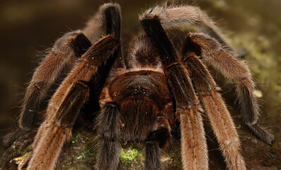 BIRD-EATING SPIDER (Selenocosmia sp). A venomous tarantula from West Papua, Indonesia. Showing the front view 
