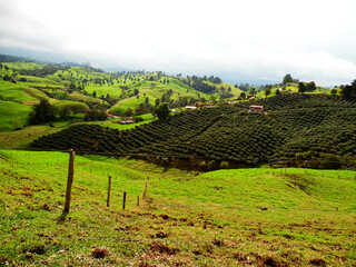 Green hills with coffee plantations