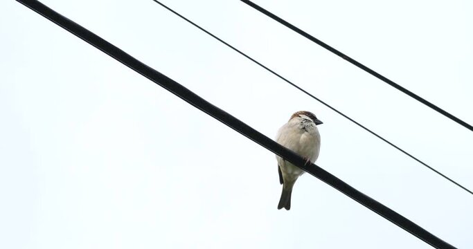A bird on the urban power line, a bird and an urban community,